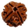 4 mukhi rudraksha